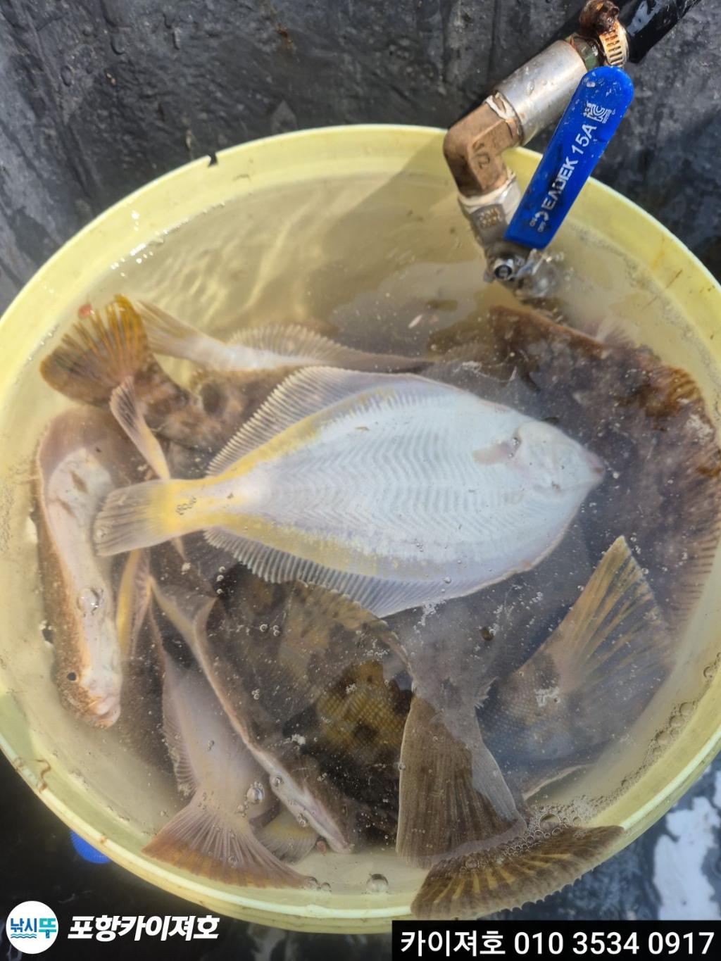 낚시뚜,도다리,영일만항,포항카이져호,낚시뚜23