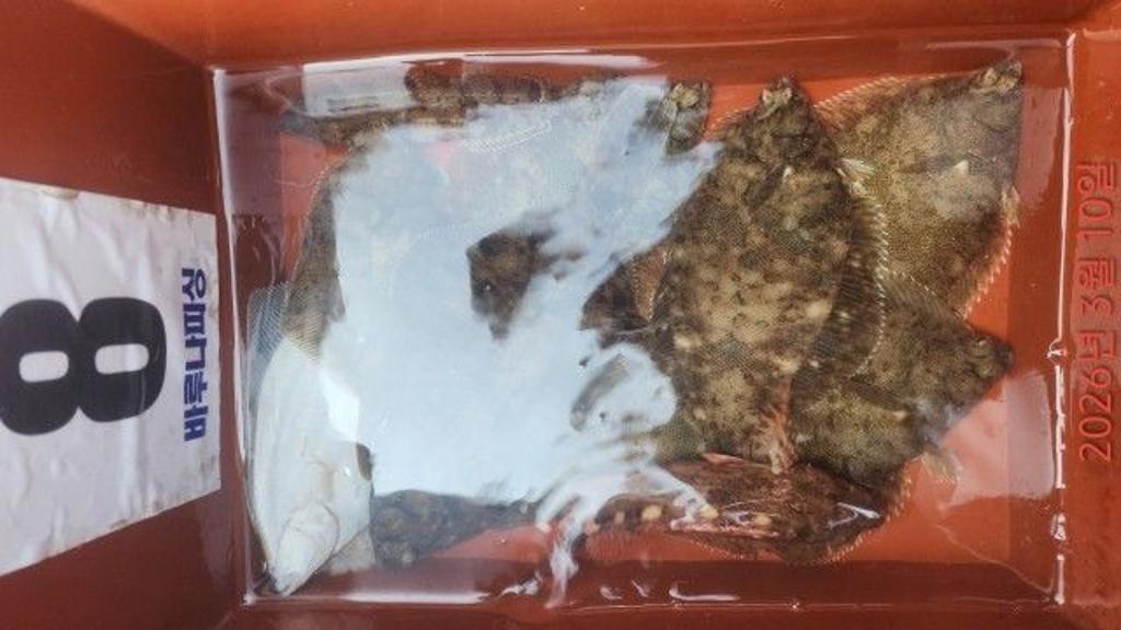 낚시뚜,도다리,속천항(진해),바루나피싱,낚시뚜9