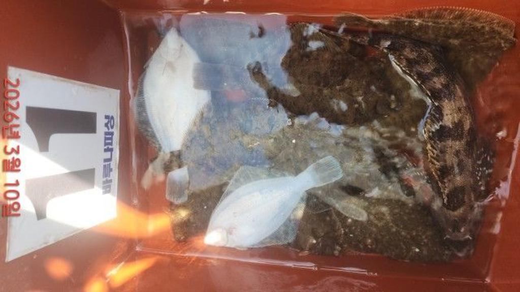 낚시뚜,도다리,속천항(진해),바루나피싱,낚시뚜8