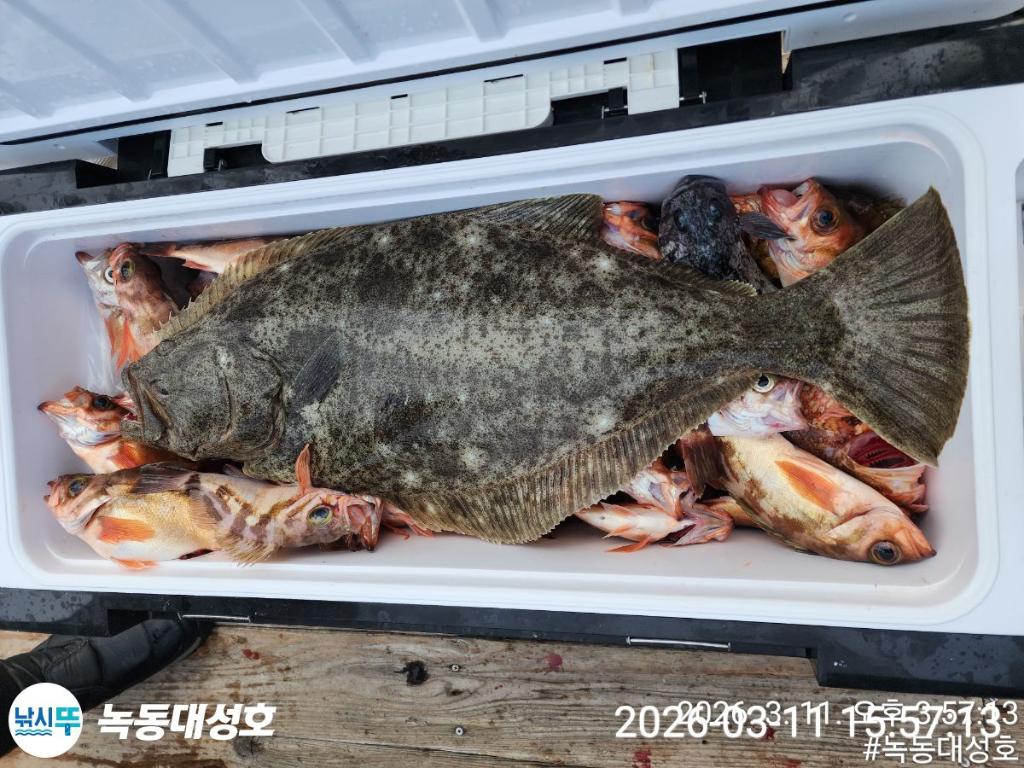 낚시뚜,열기,우럭,녹동항,녹동대성호,낚시뚜47