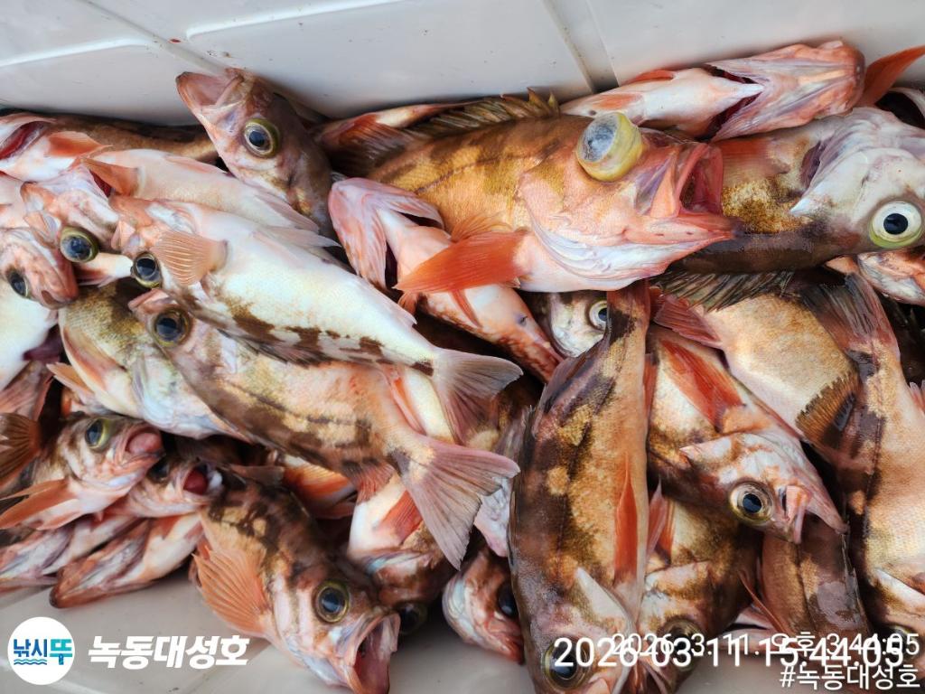 낚시뚜,열기,우럭,녹동항,녹동대성호,낚시뚜46