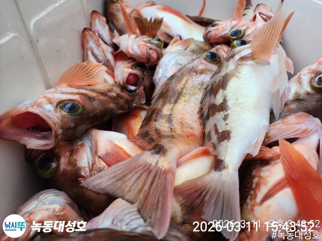 낚시뚜,열기,우럭,녹동항,녹동대성호,낚시뚜45