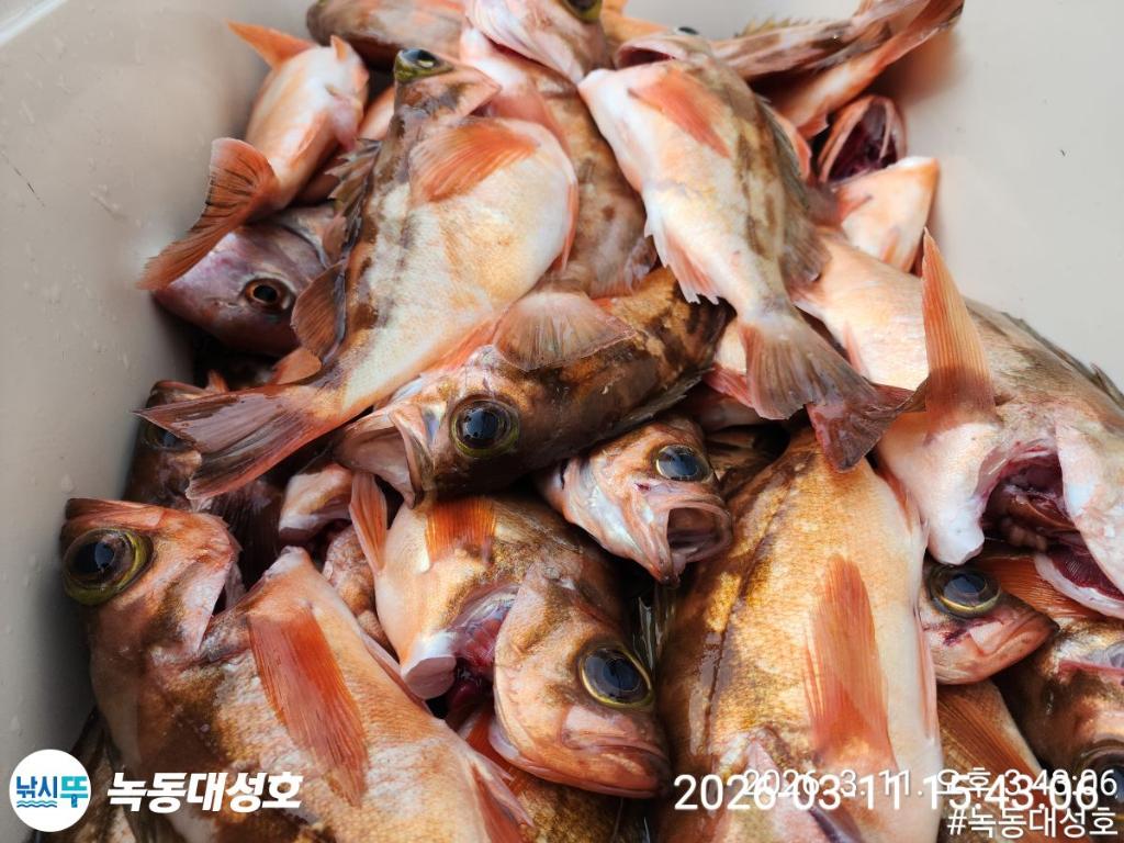 낚시뚜,열기,우럭,녹동항,녹동대성호,낚시뚜44