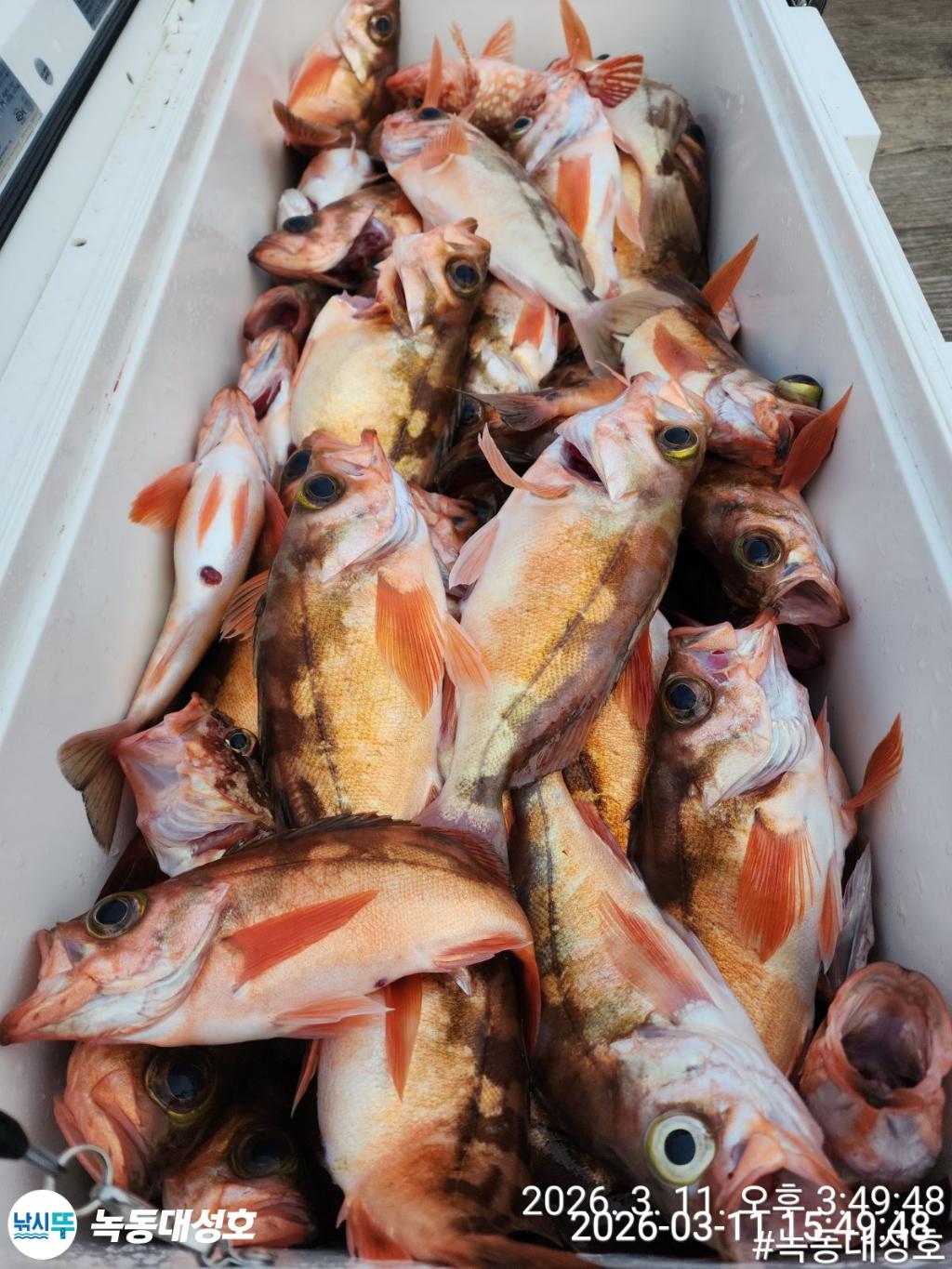 낚시뚜,열기,우럭,녹동항,녹동대성호,낚시뚜42