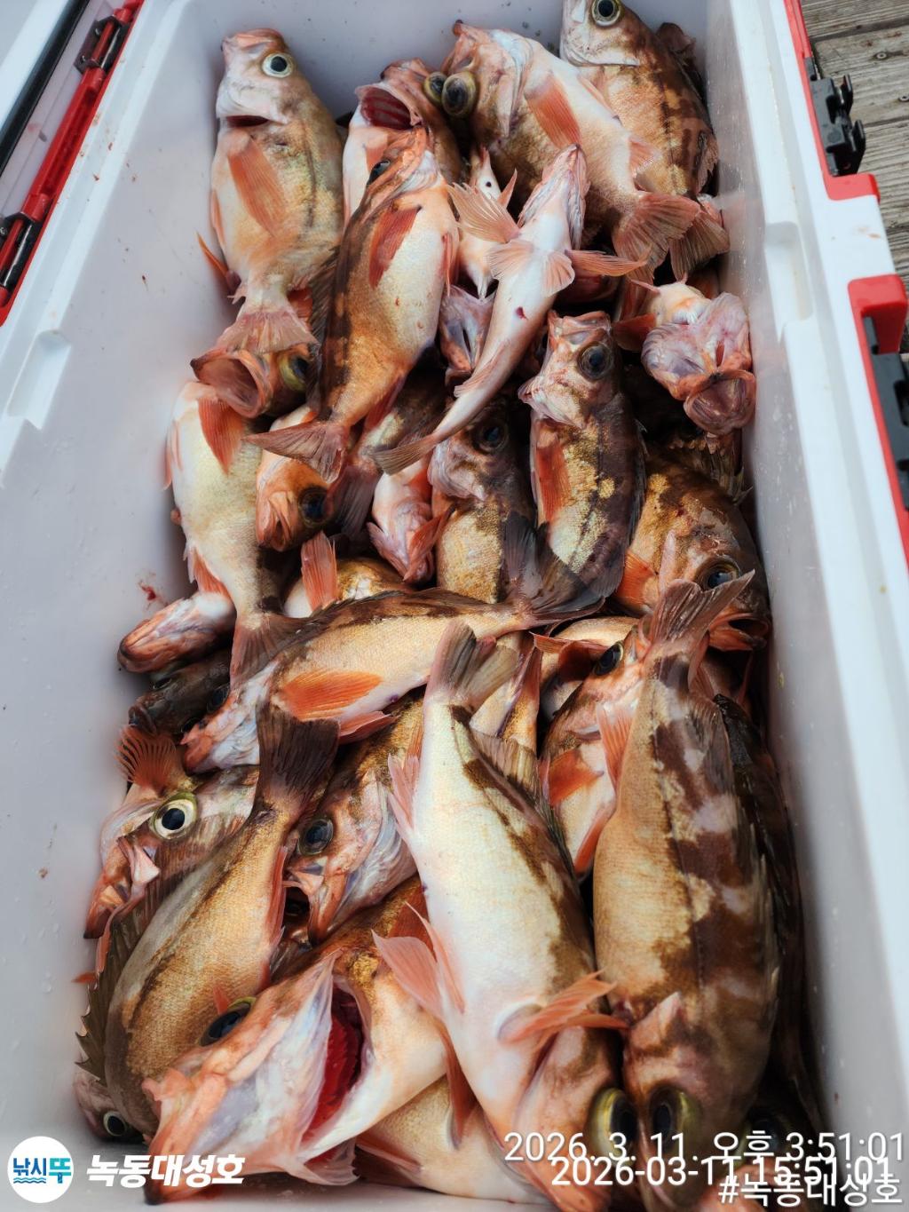 낚시뚜,열기,우럭,녹동항,녹동대성호,낚시뚜41