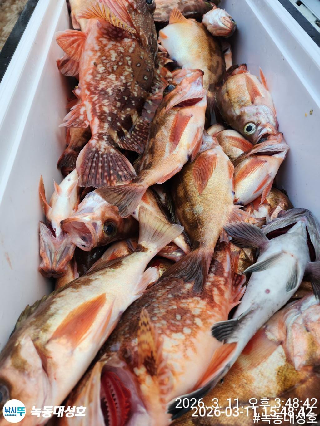 낚시뚜,열기,우럭,녹동항,녹동대성호,낚시뚜40