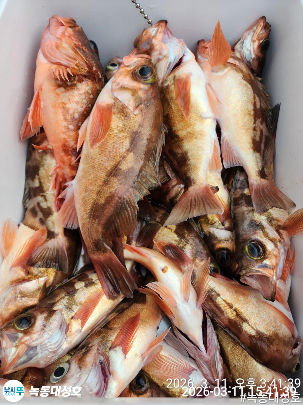 낚시뚜,열기,우럭,녹동항,녹동대성호,낚시뚜39