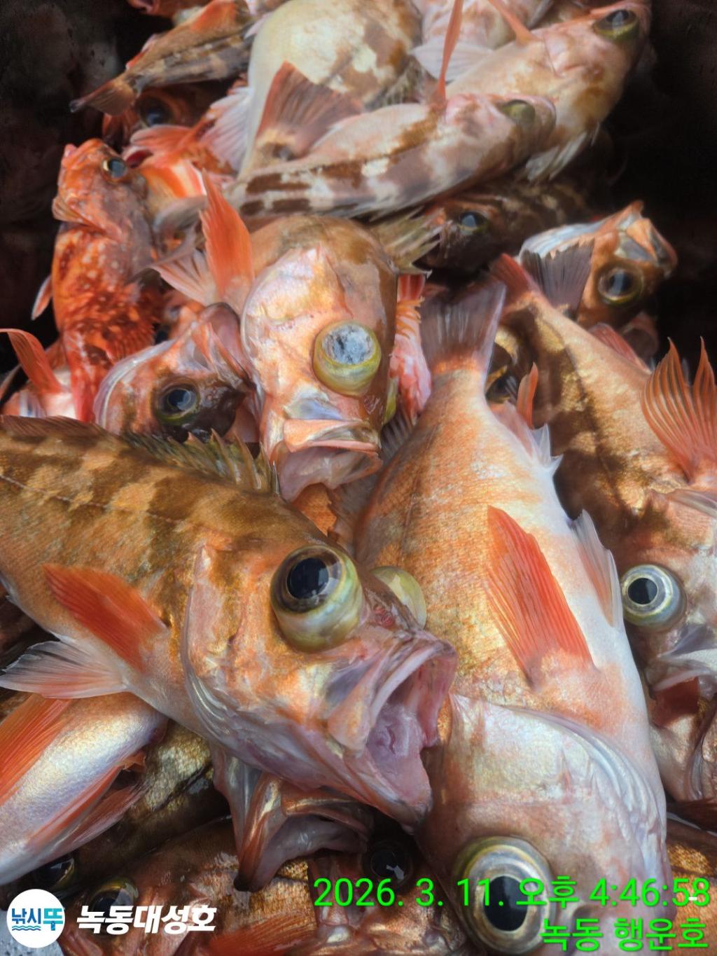 낚시뚜,열기,우럭,녹동항,녹동대성호,낚시뚜37