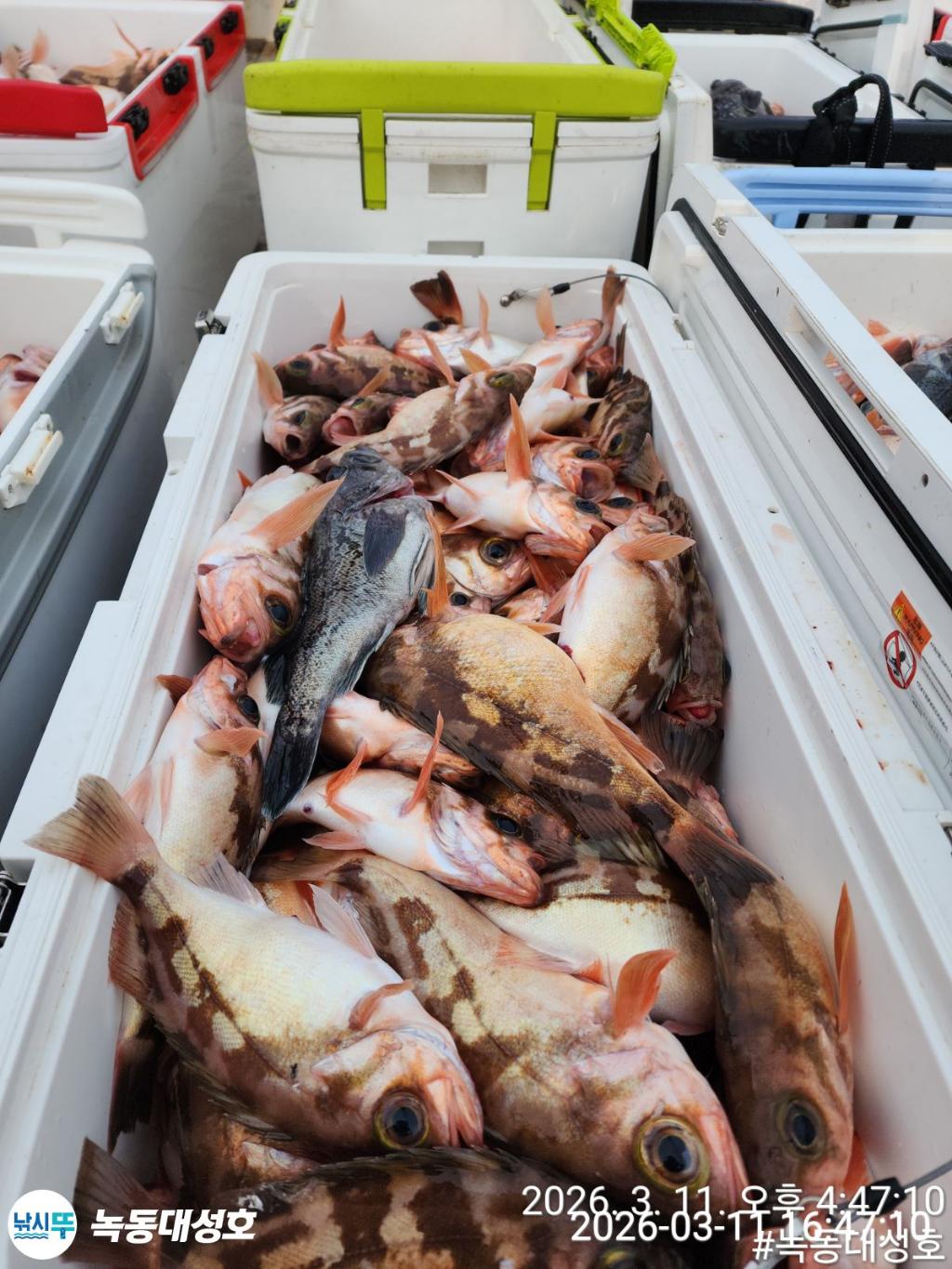 낚시뚜,열기,우럭,녹동항,녹동대성호,낚시뚜36