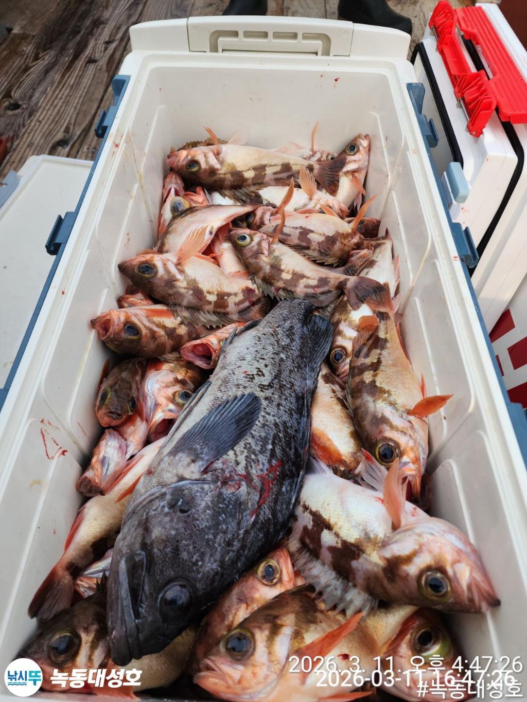 낚시뚜,열기,우럭,녹동항,녹동대성호,낚시뚜33