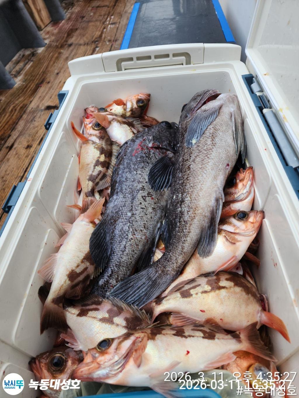 낚시뚜,열기,우럭,녹동항,녹동대성호,낚시뚜32