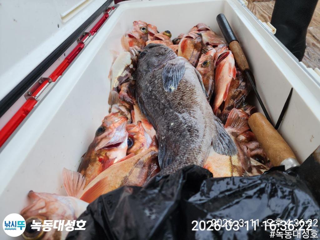 낚시뚜,열기,우럭,녹동항,녹동대성호,낚시뚜31