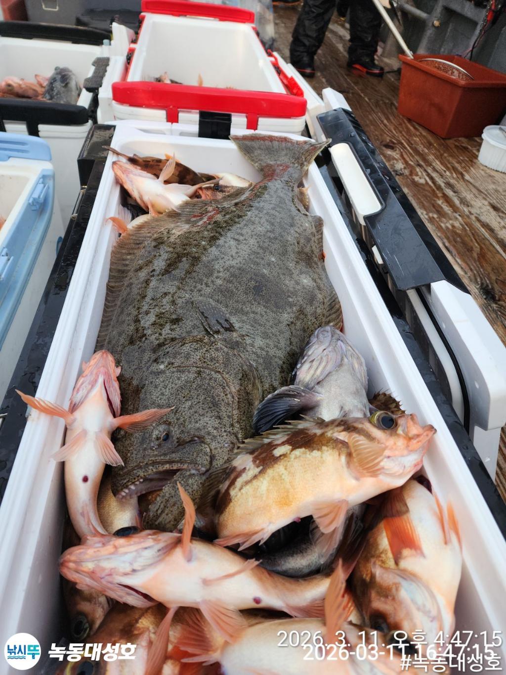 낚시뚜,열기,우럭,녹동항,녹동대성호,낚시뚜30