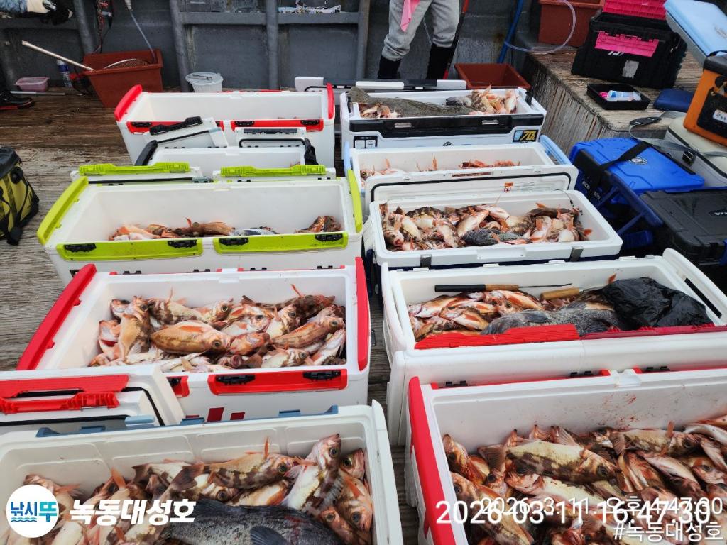 낚시뚜,열기,우럭,녹동항,녹동대성호,낚시뚜2