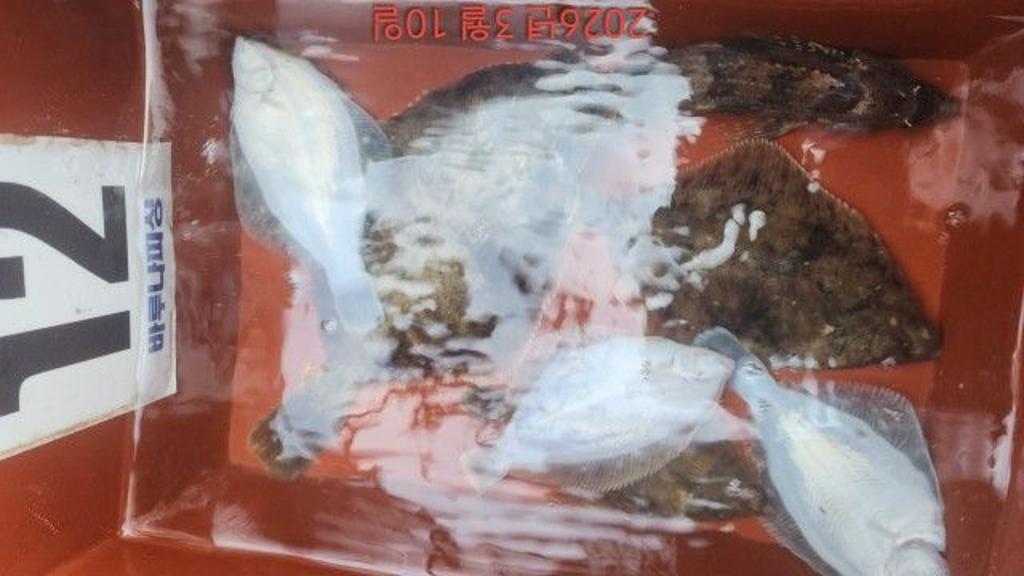 낚시뚜,도다리,속천항(진해),바루나피싱,낚시뚜6