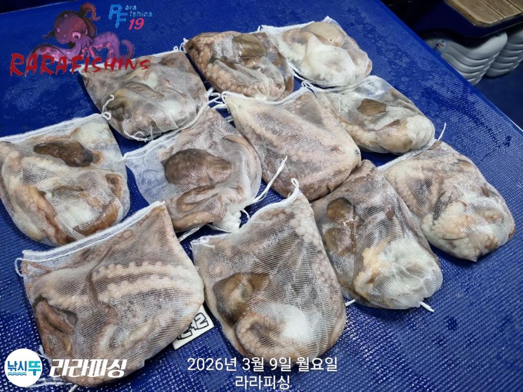 낚시뚜,돌문어,낙지,속천항(진해),라라피싱,낚시뚜16