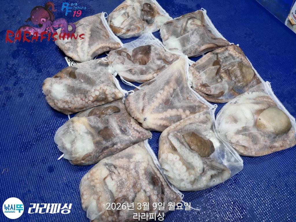 낚시뚜,돌문어,낙지,속천항(진해),라라피싱,낚시뚜14