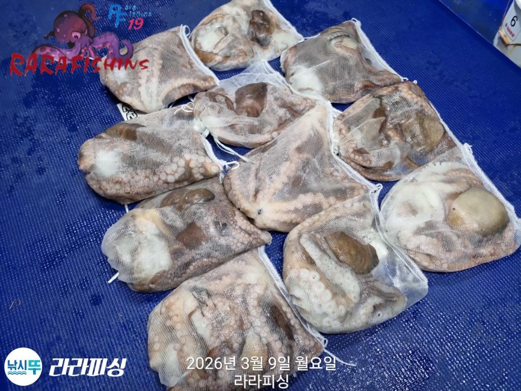 낚시뚜,돌문어,낙지,속천항(진해),라라피싱,낚시뚜13
