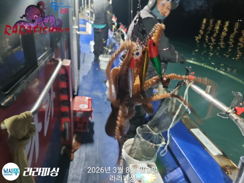 낚시뚜,돌문어,낙지,속천항(진해),라라피싱,낚시뚜3