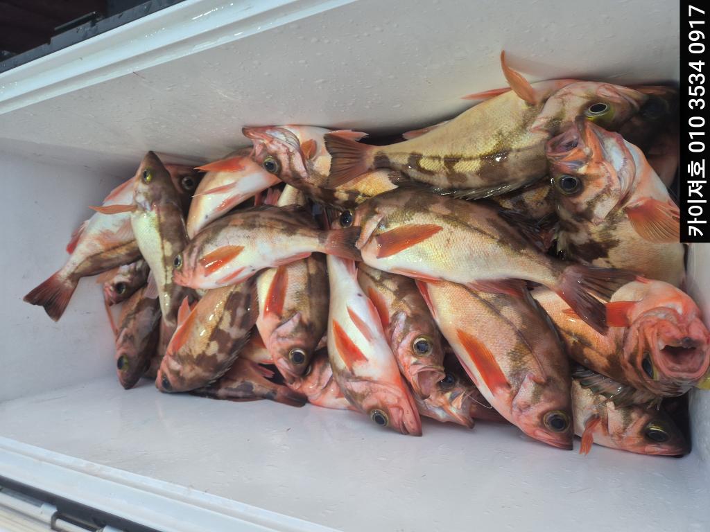 낚시뚜,기타 (직접입력),영일만항,포항카이져호,낚시뚜0