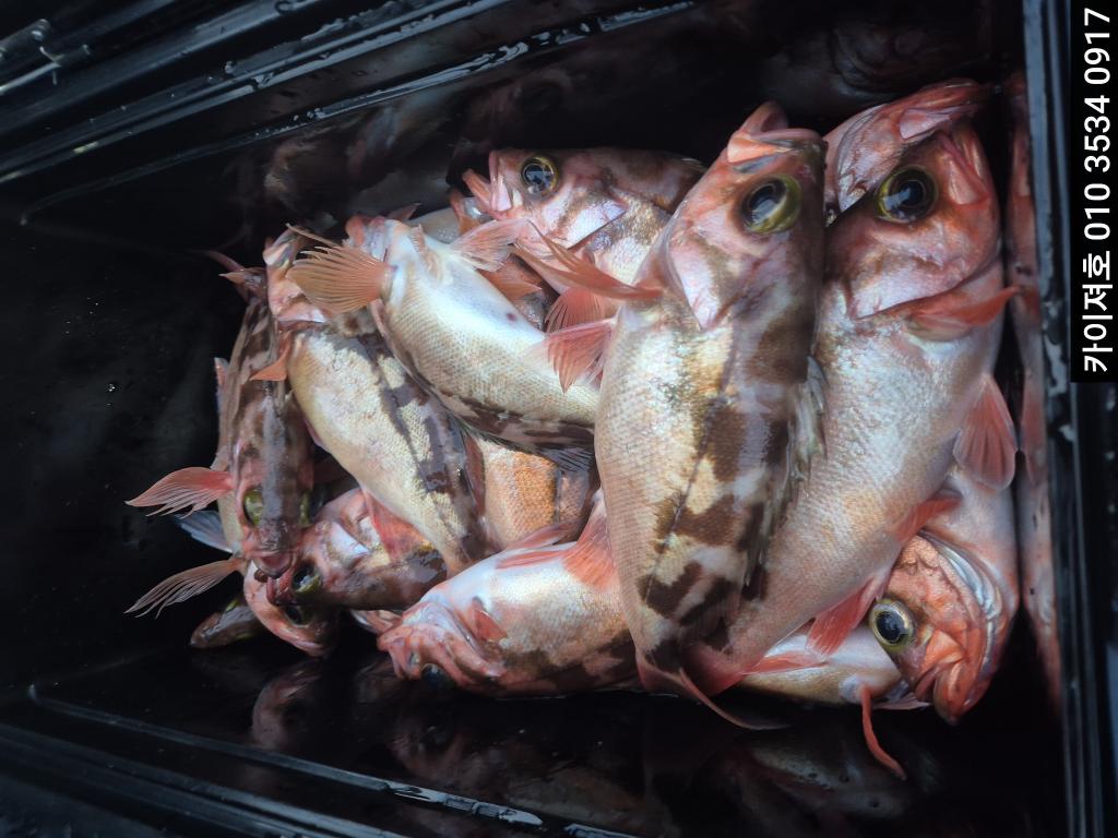 낚시뚜,기타 (직접입력),영일만항,포항카이져호,낚시뚜1