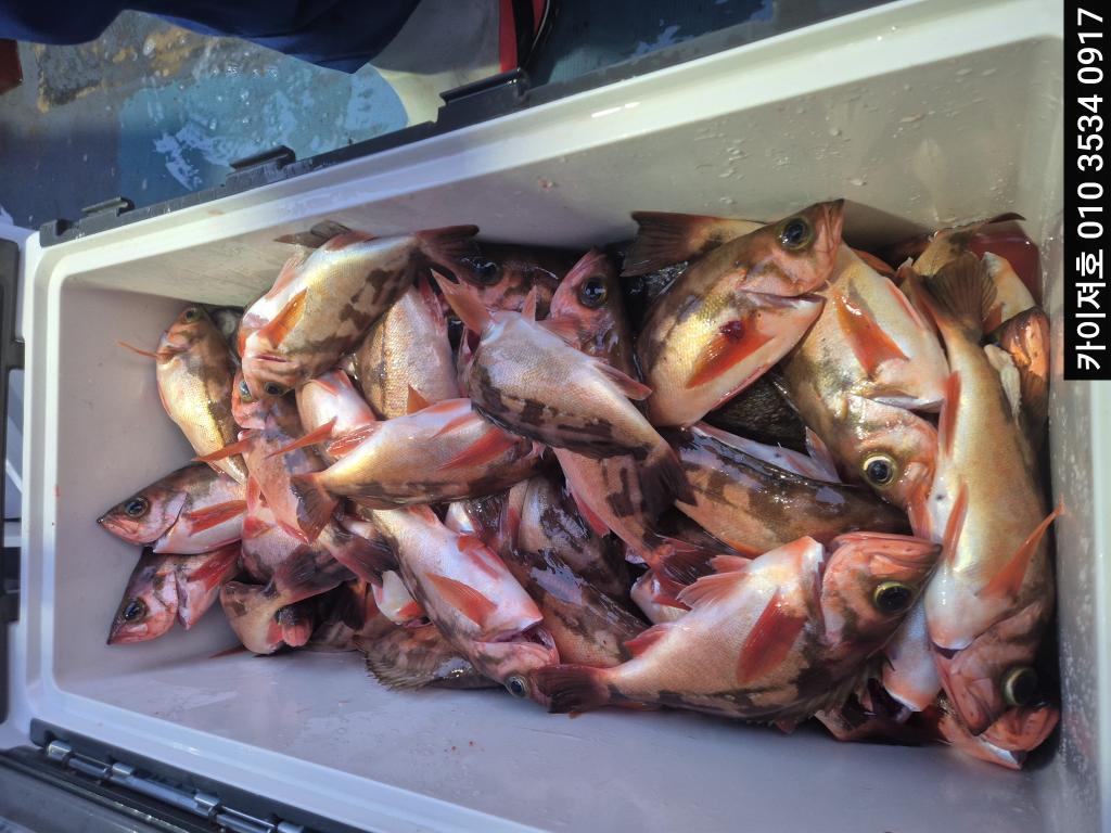 낚시뚜,기타 (직접입력),영일만항,포항카이져호,낚시뚜3