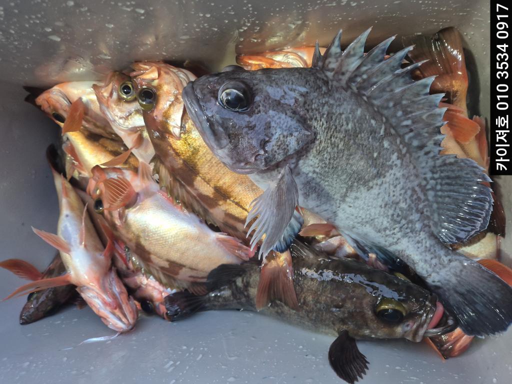 낚시뚜,기타 (직접입력),영일만항,포항카이져호,낚시뚜4