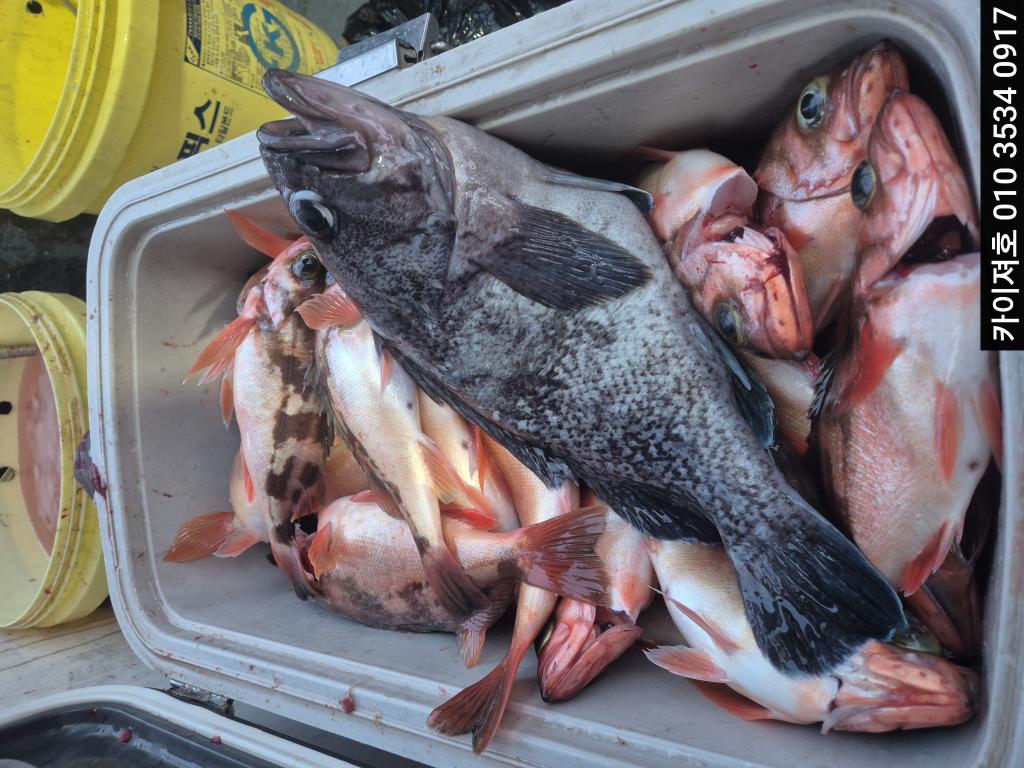 낚시뚜,기타 (직접입력),영일만항,포항카이져호,낚시뚜5