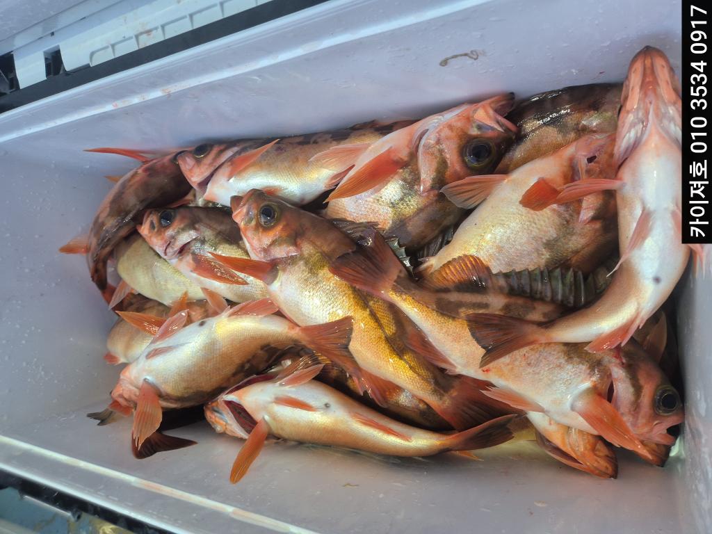 낚시뚜,기타 (직접입력),영일만항,포항카이져호,낚시뚜7