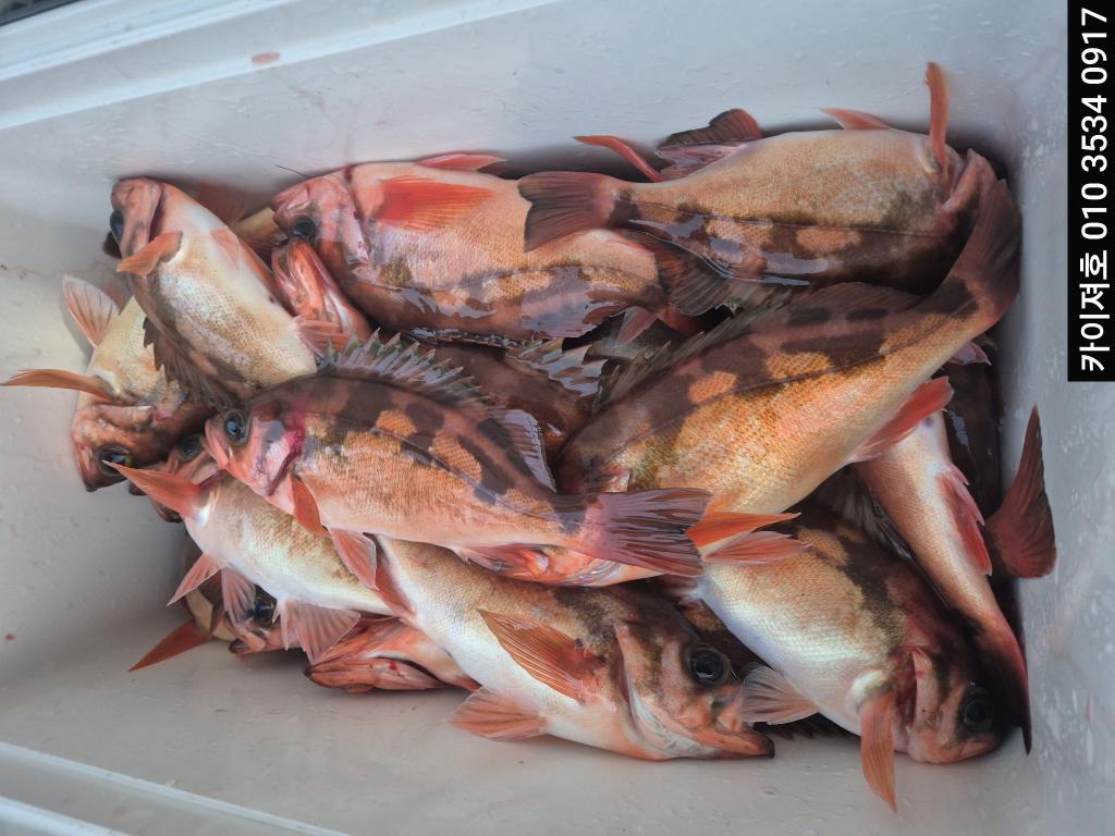 낚시뚜,기타 (직접입력),영일만항,포항카이져호,낚시뚜8