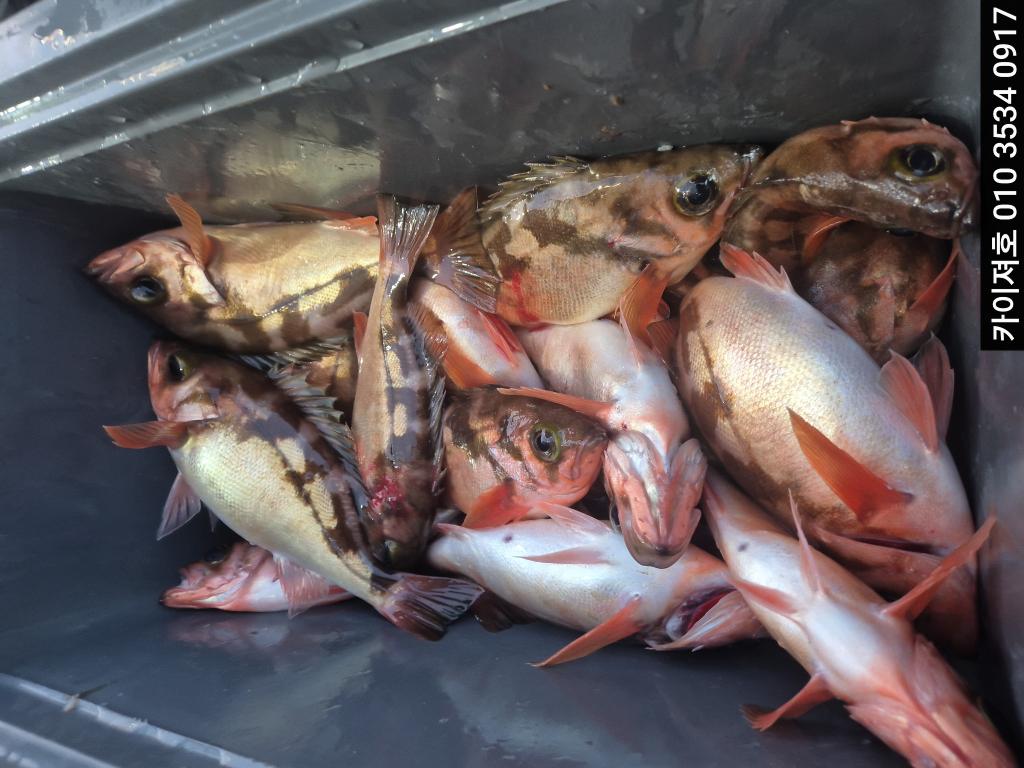 낚시뚜,기타 (직접입력),영일만항,포항카이져호,낚시뚜9