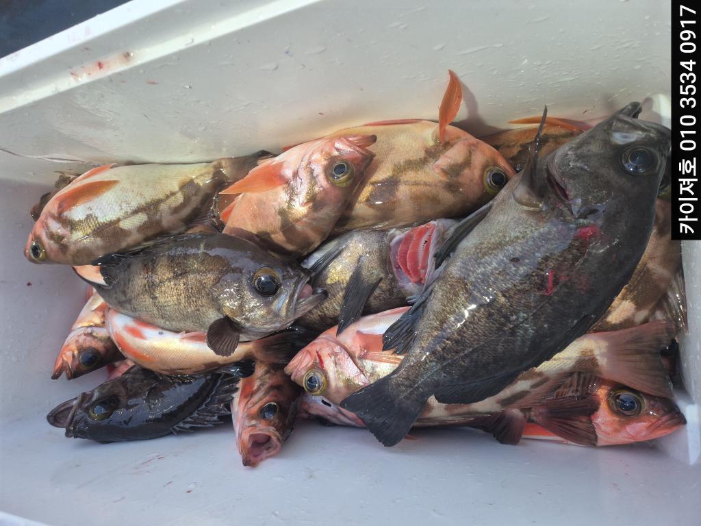 낚시뚜,기타 (직접입력),영일만항,포항카이져호,낚시뚜10