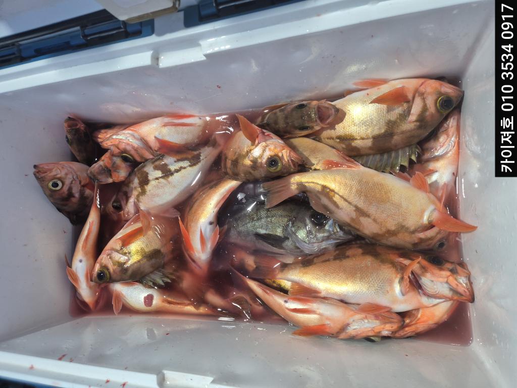 낚시뚜,기타 (직접입력),영일만항,포항카이져호,낚시뚜11