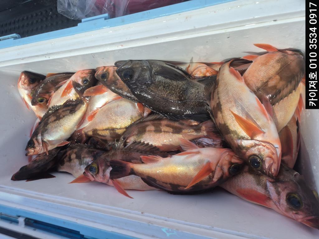 낚시뚜,기타 (직접입력),영일만항,포항카이져호,낚시뚜12