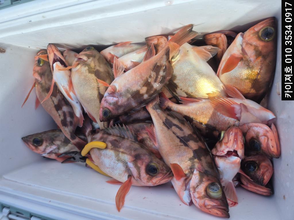 낚시뚜,기타 (직접입력),영일만항,포항카이져호,낚시뚜14