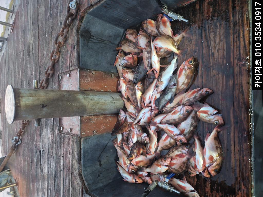 낚시뚜,기타 (직접입력),영일만항,포항카이져호,낚시뚜15