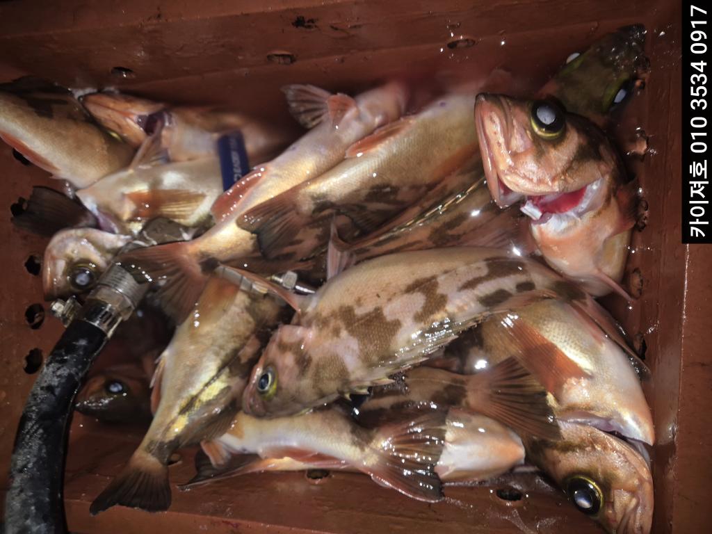 낚시뚜,기타 (직접입력),영일만항,포항카이져호,낚시뚜17