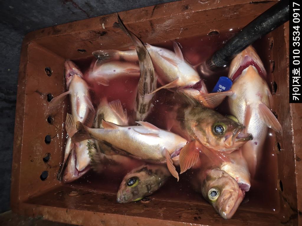 낚시뚜,기타 (직접입력),영일만항,포항카이져호,낚시뚜18