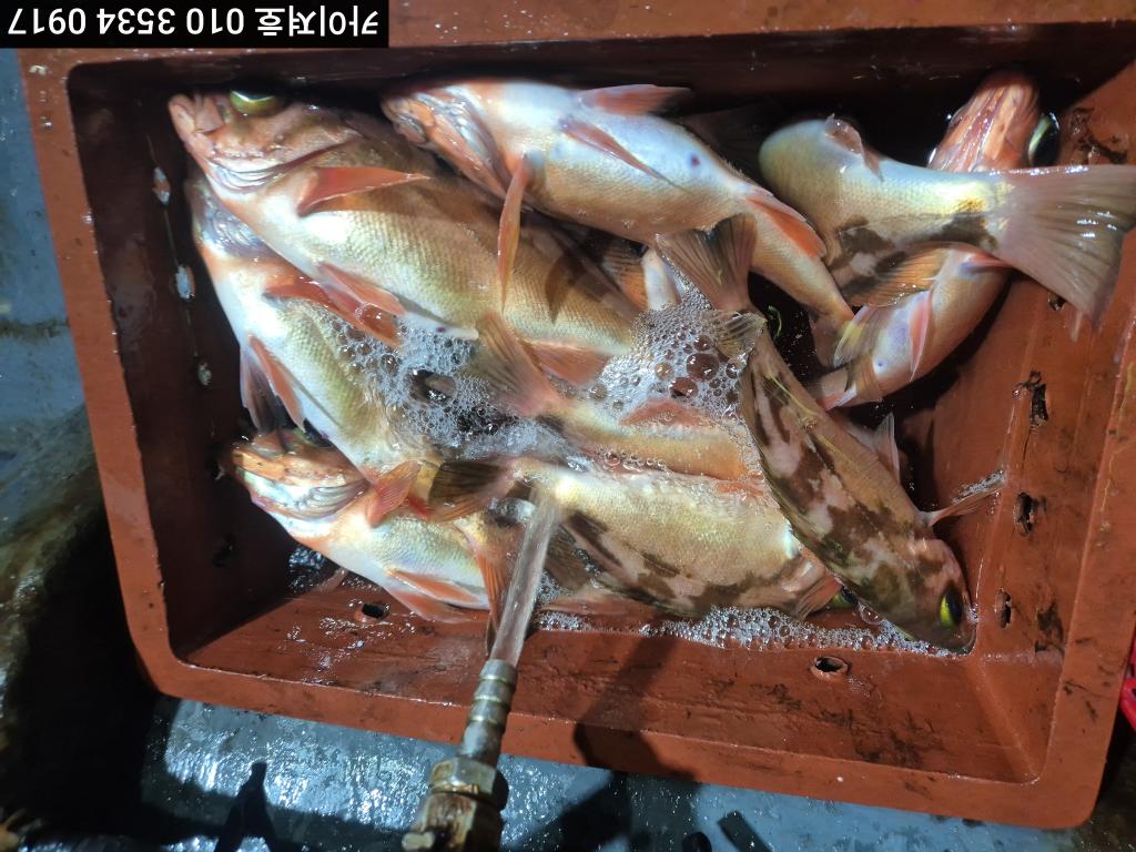 낚시뚜,기타 (직접입력),영일만항,포항카이져호,낚시뚜19