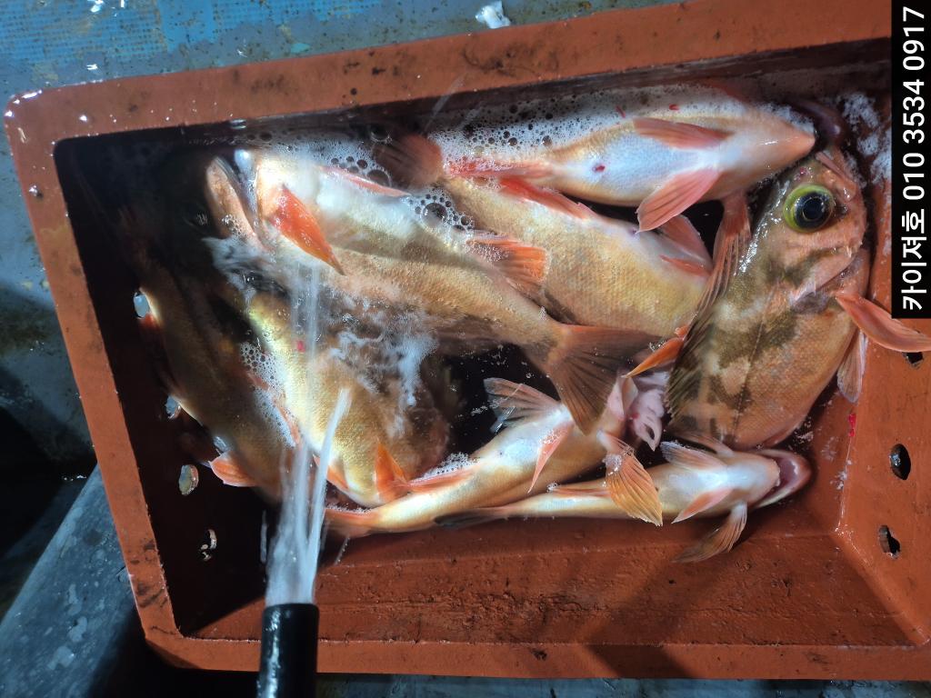 낚시뚜,기타 (직접입력),영일만항,포항카이져호,낚시뚜20