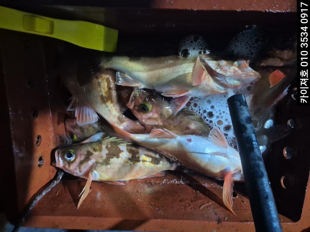 낚시뚜,기타 (직접입력),영일만항,포항카이져호,낚시뚜21