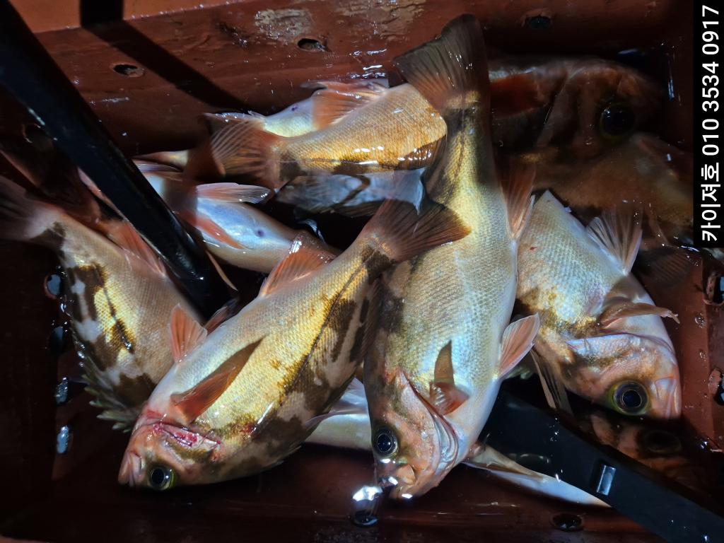 낚시뚜,기타 (직접입력),영일만항,포항카이져호,낚시뚜25