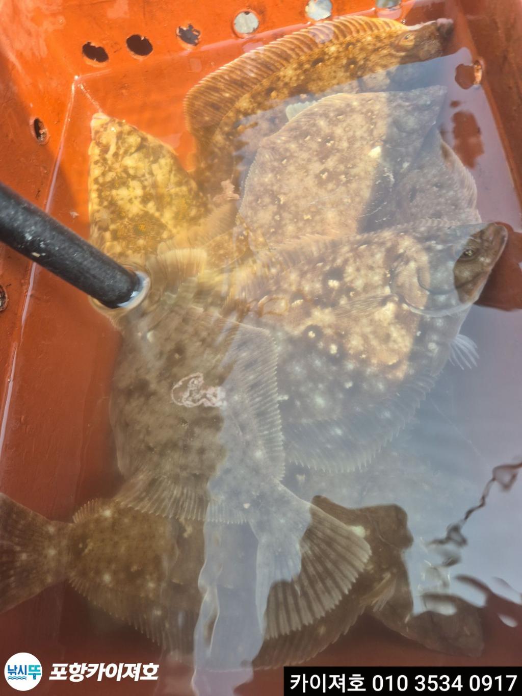 낚시뚜,도다리,영일만항,포항카이져호,낚시뚜29