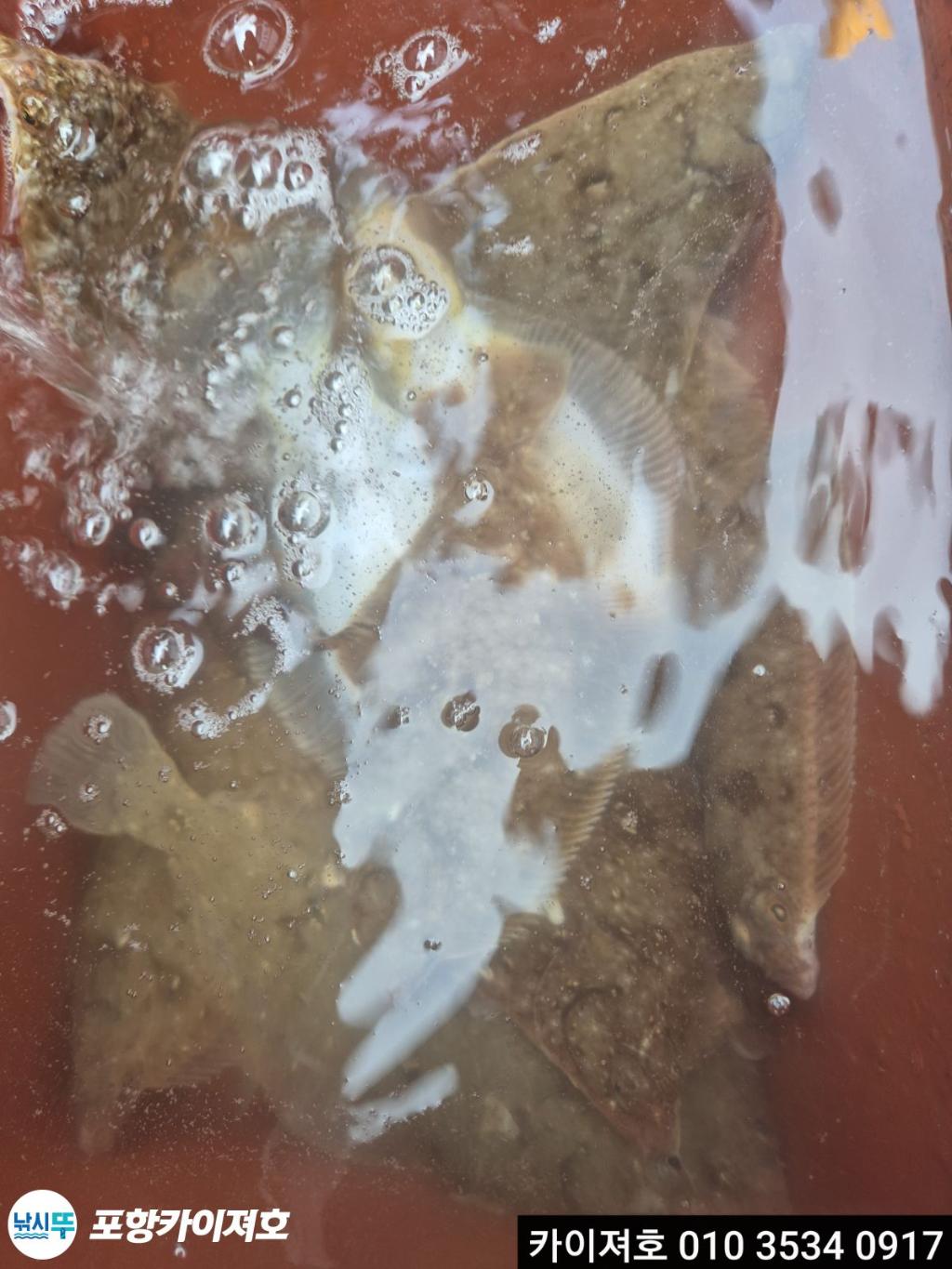 낚시뚜,도다리,영일만항,포항카이져호,낚시뚜23