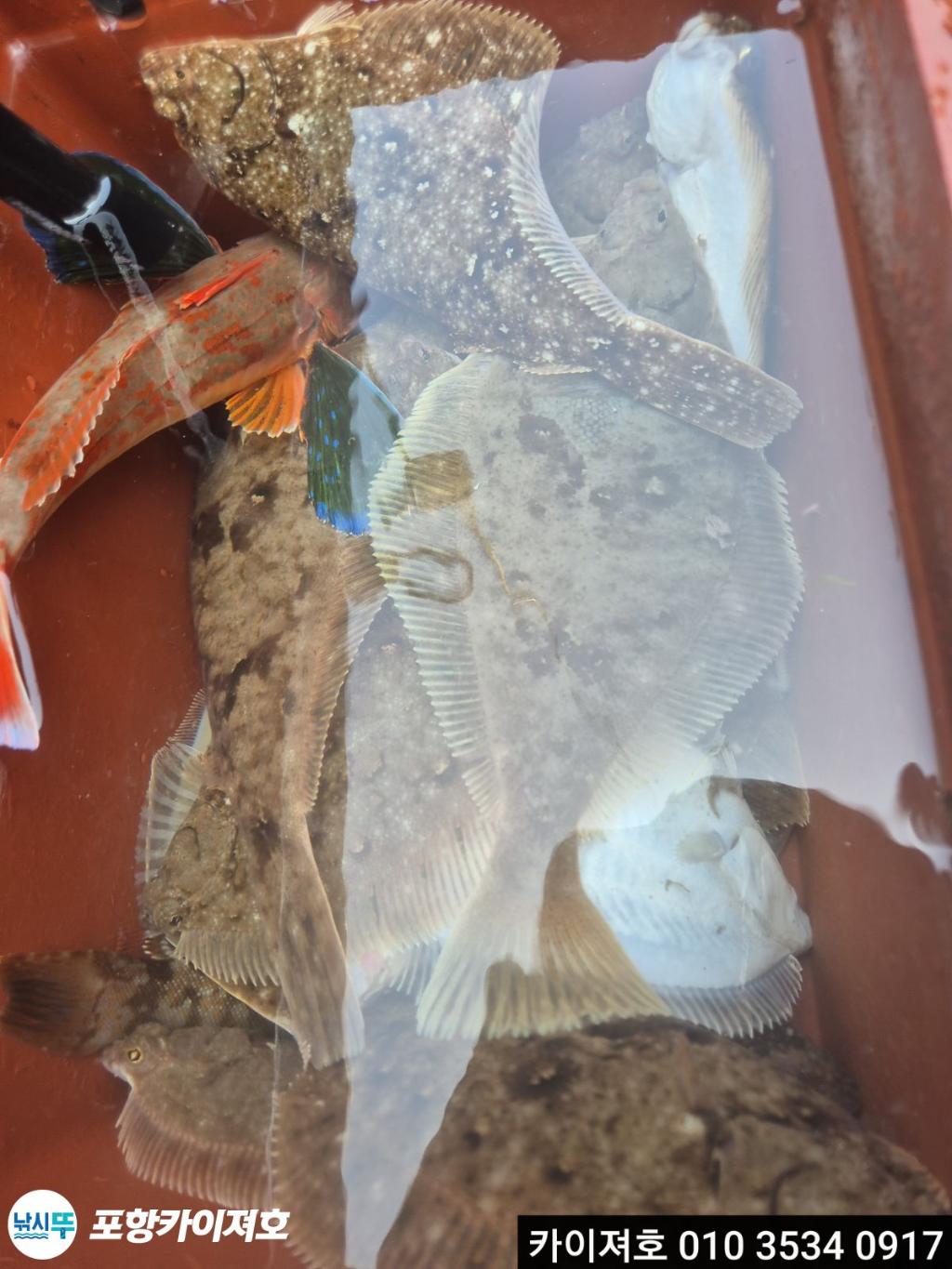 낚시뚜,도다리,영일만항,포항카이져호,낚시뚜22