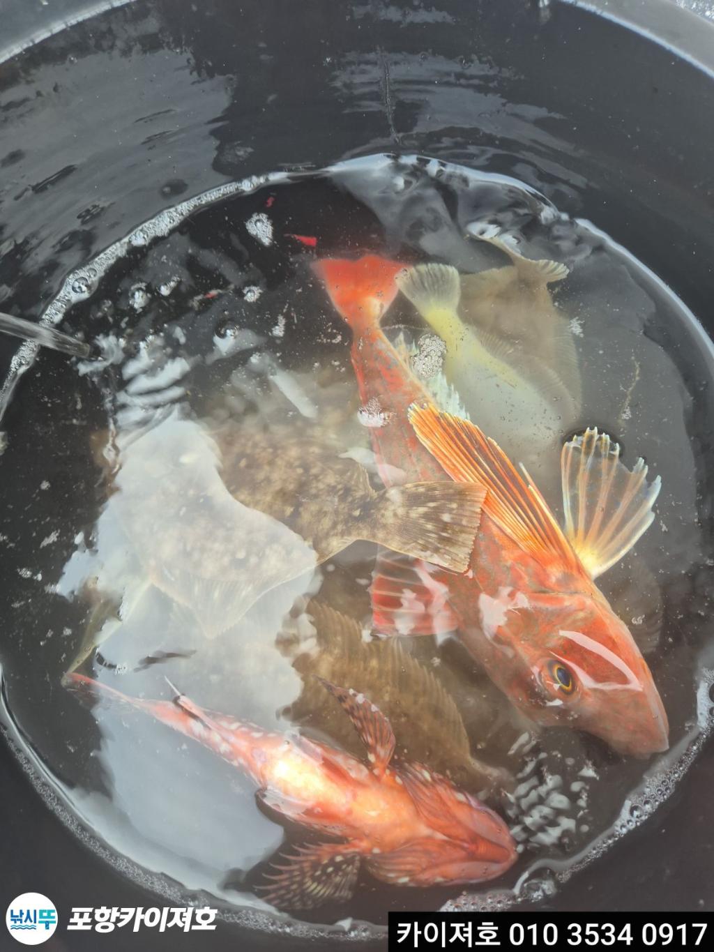 낚시뚜,도다리,영일만항,포항카이져호,낚시뚜21