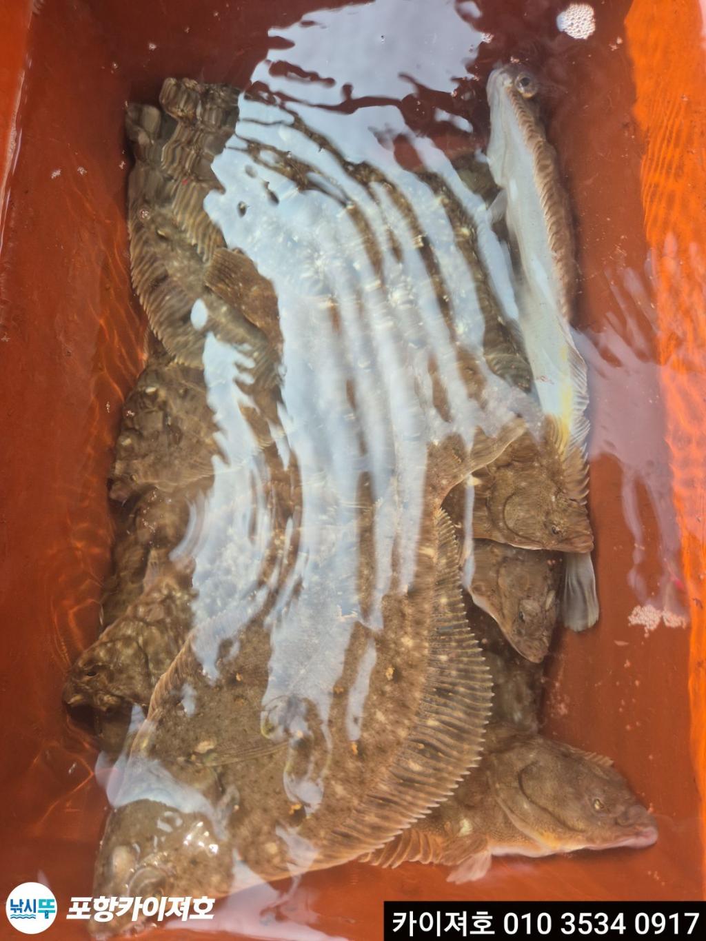 낚시뚜,도다리,영일만항,포항카이져호,낚시뚜18