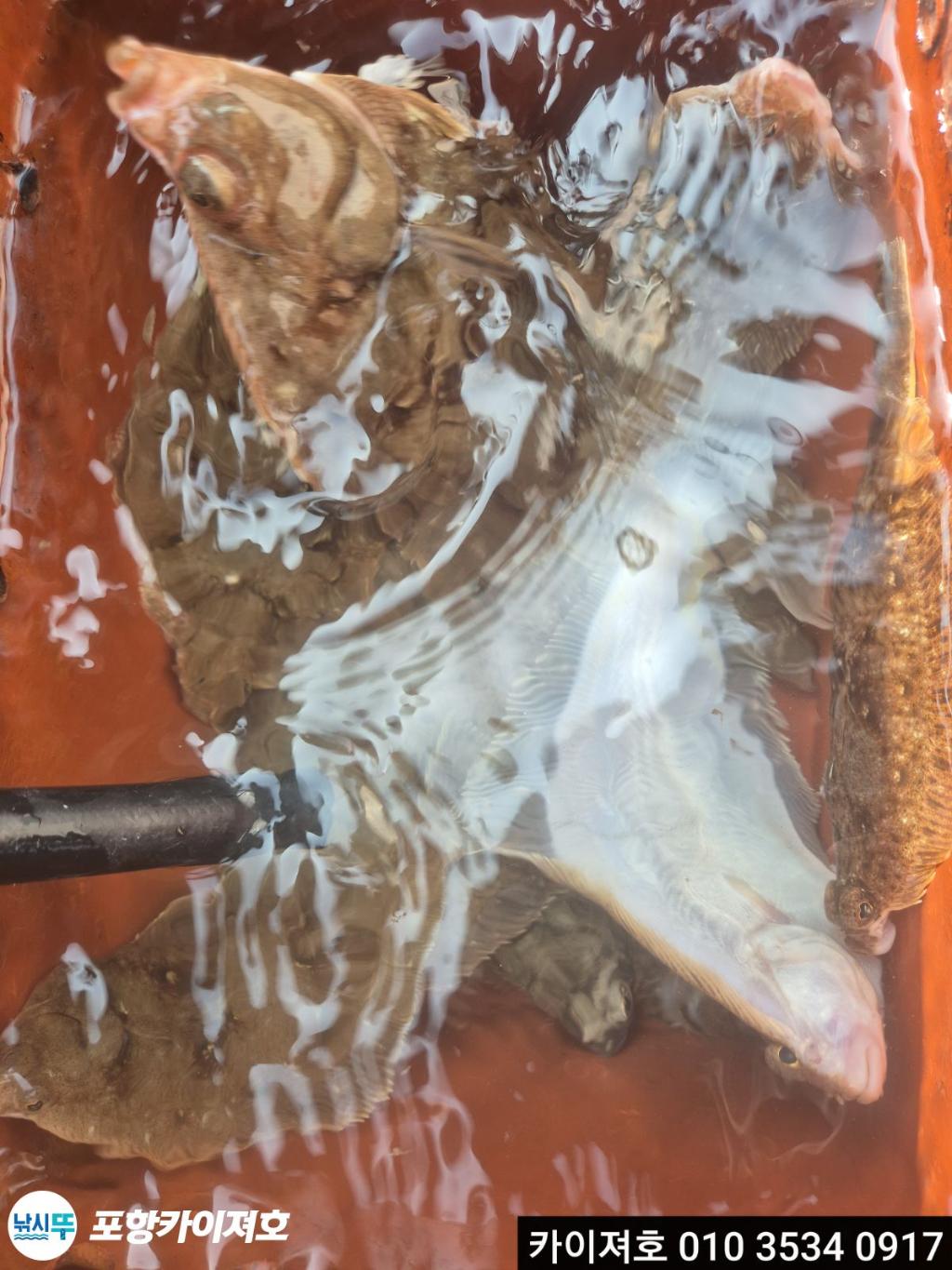 낚시뚜,도다리,영일만항,포항카이져호,낚시뚜17