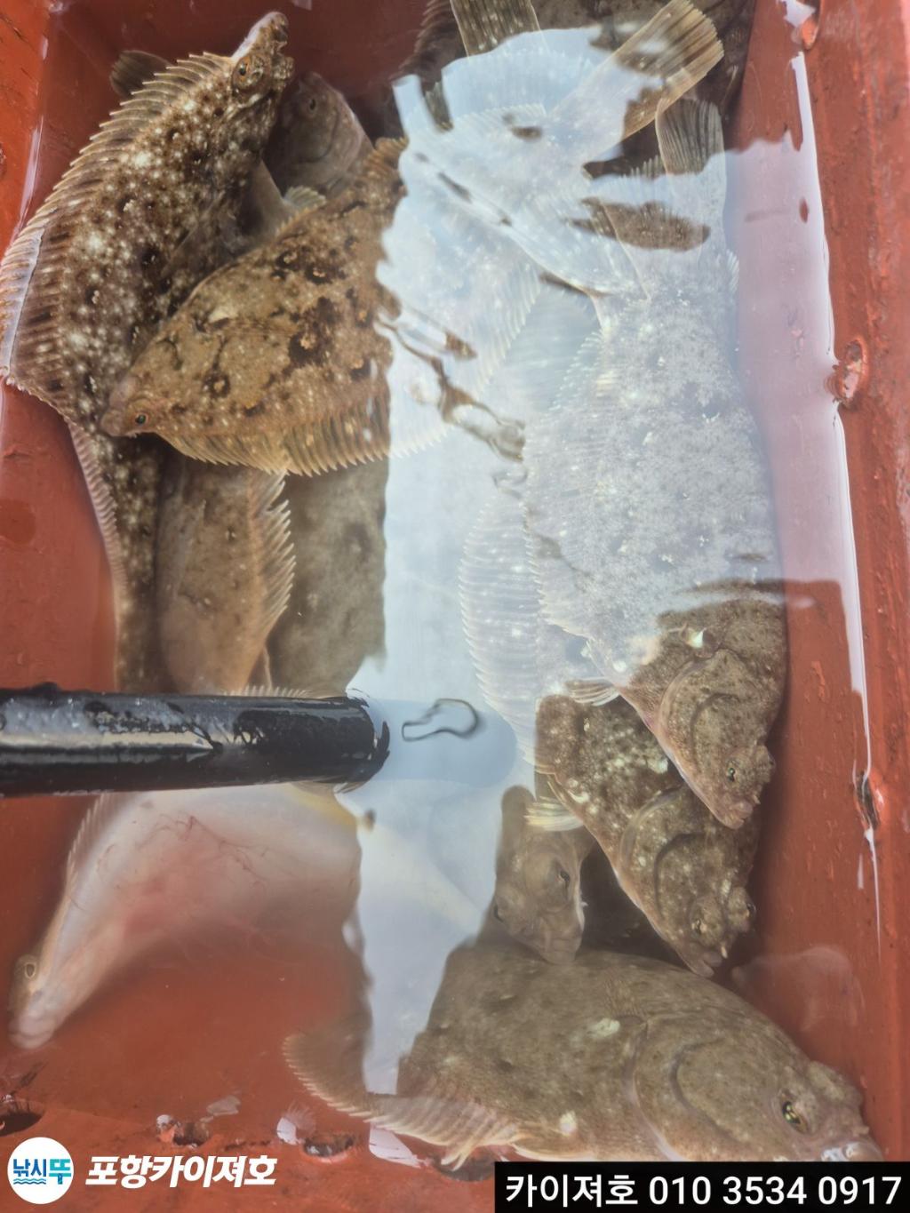 낚시뚜,도다리,영일만항,포항카이져호,낚시뚜16