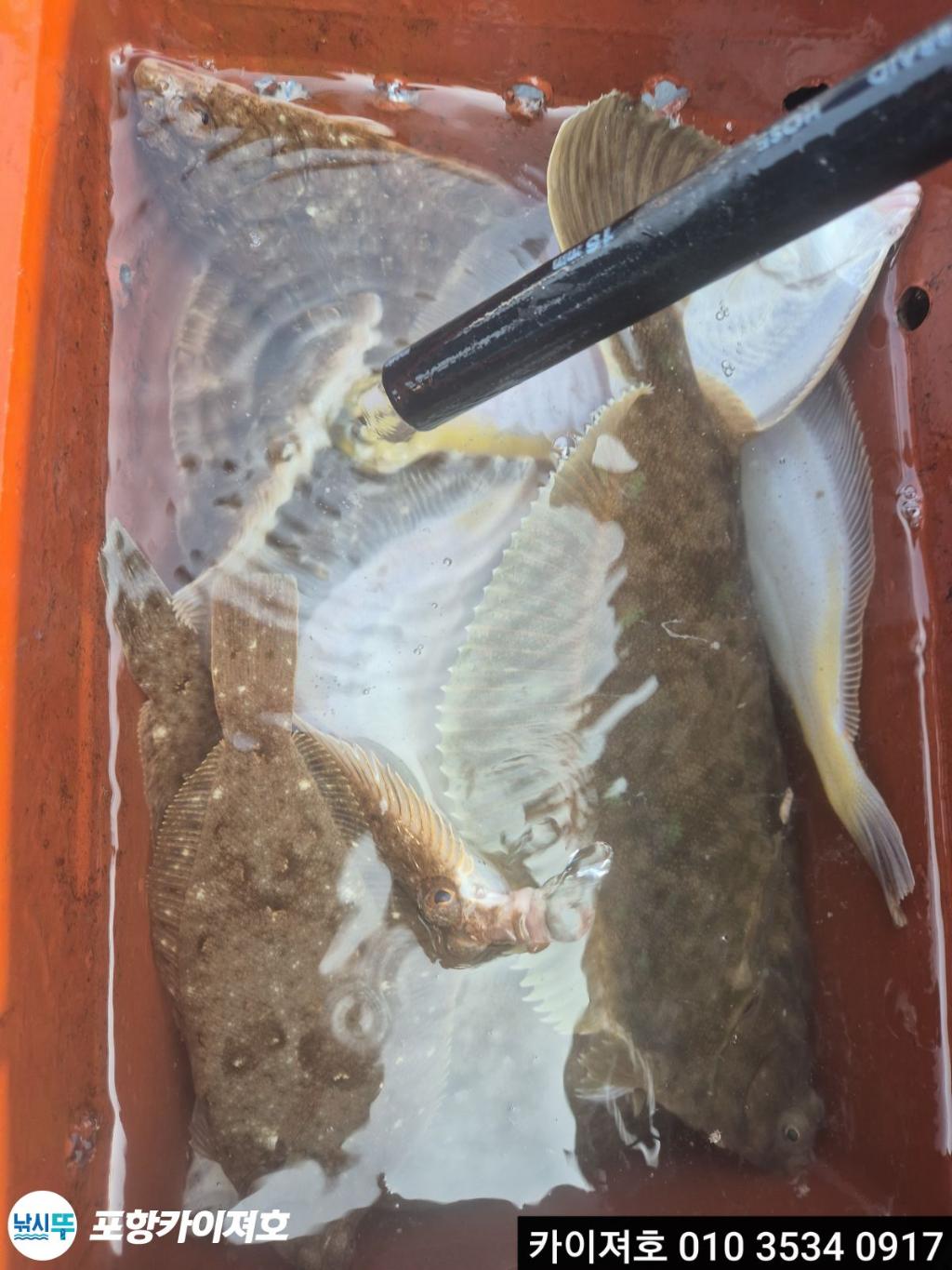 낚시뚜,도다리,영일만항,포항카이져호,낚시뚜15